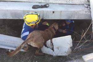 Éxito Rotundo en la Última Misión de IPA K9 RESCUE